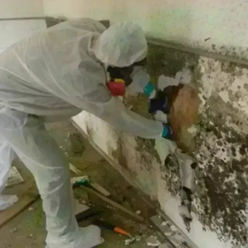 Mold Remediation and Removal in Marion County, IA